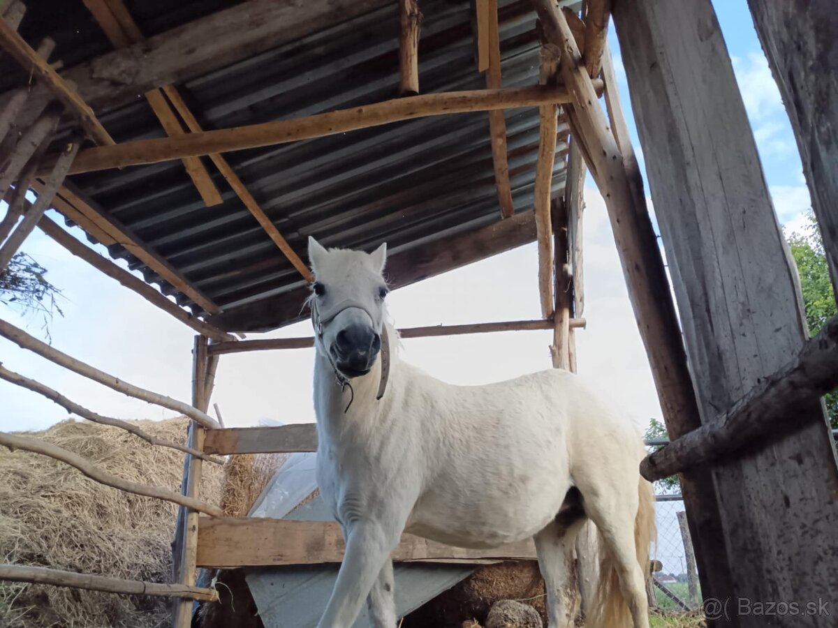 Predám poníka - 3