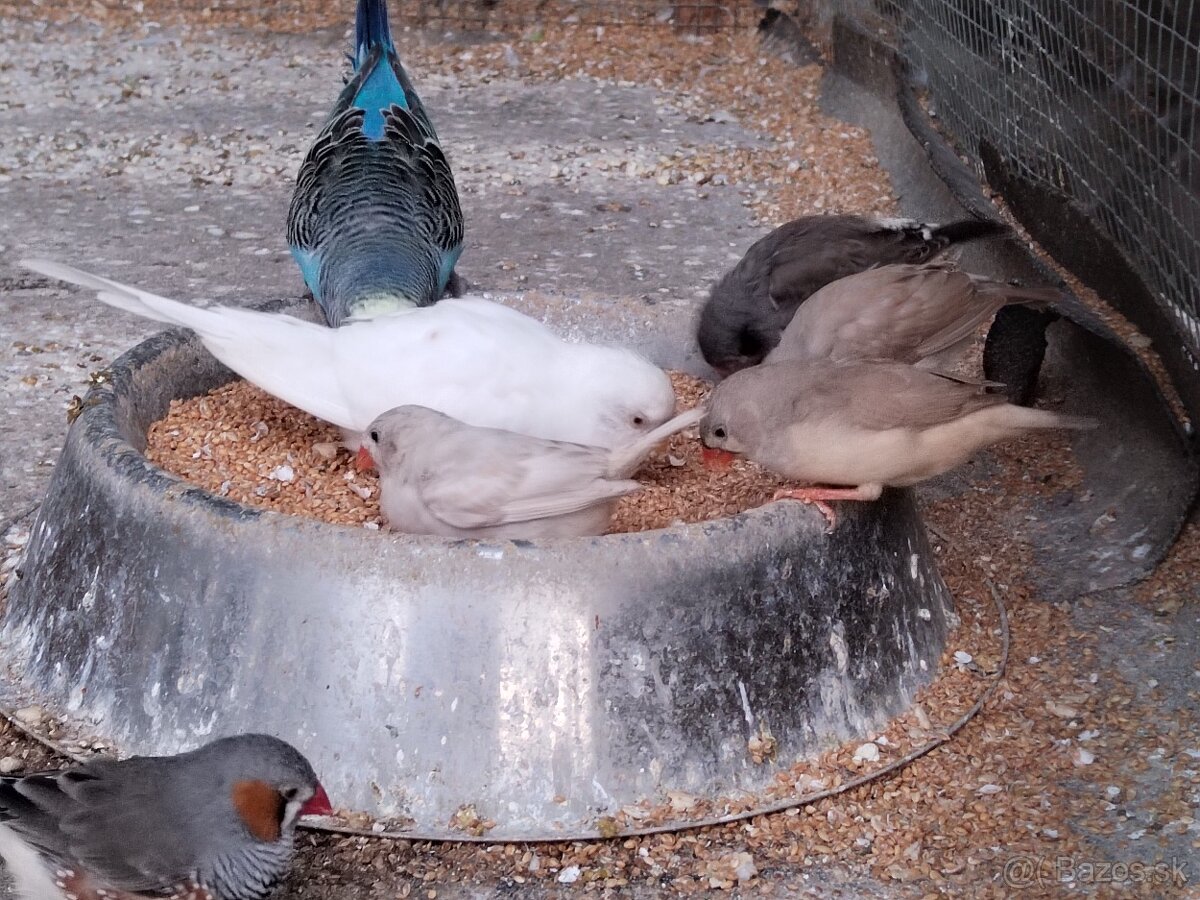 Predám vtáctvo - 3