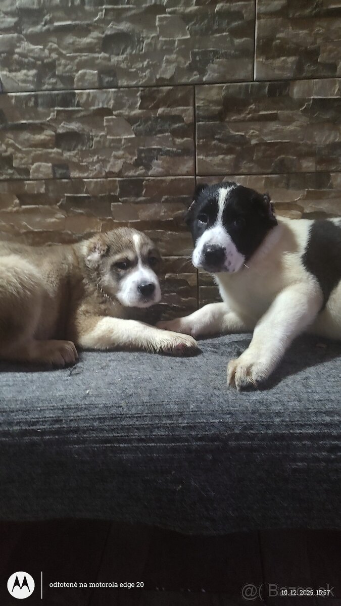 Stredoázijský ovčiak -štenatá - 3