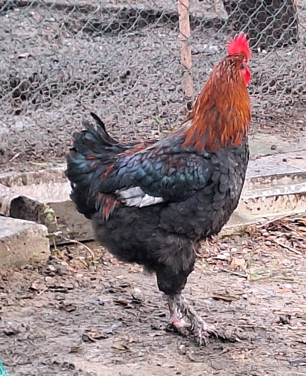 Kohuty Marans Medenokrka - 3