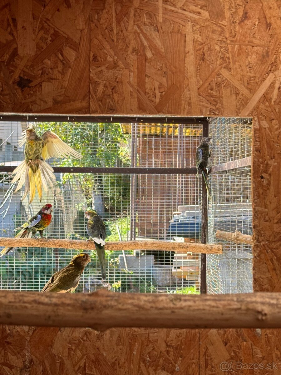 Rozela pestrá čierna straka - 3