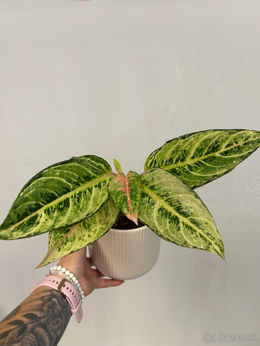 Aglaonema Chartreuse Pretty - 3