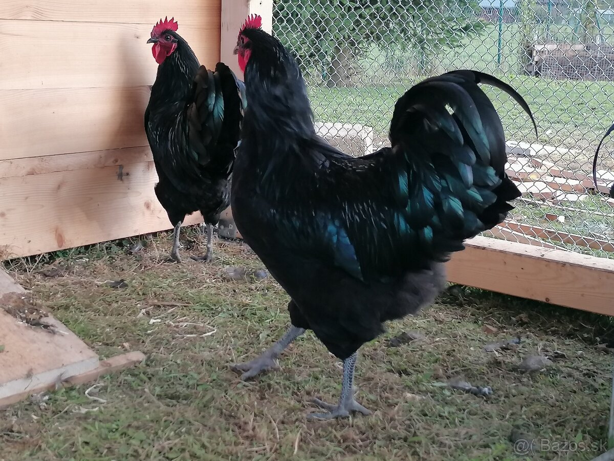 Kohút Australorpka čierna - 3