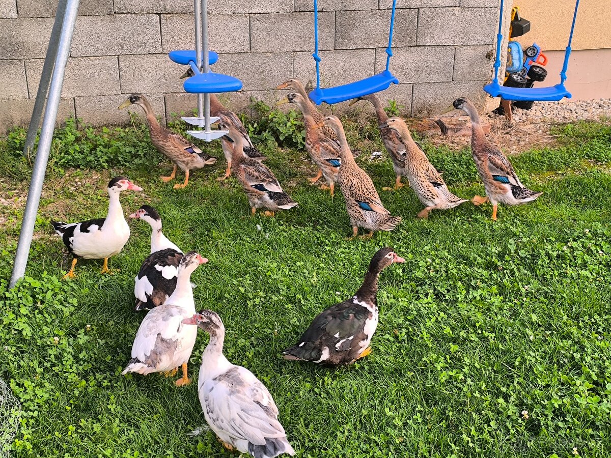 Čínske kačice, indické bezce. - 3