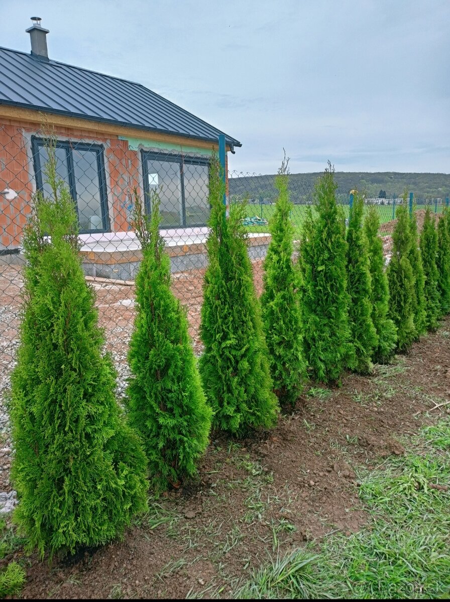 Tuja Smaragd - rôzne veľkosti - 3