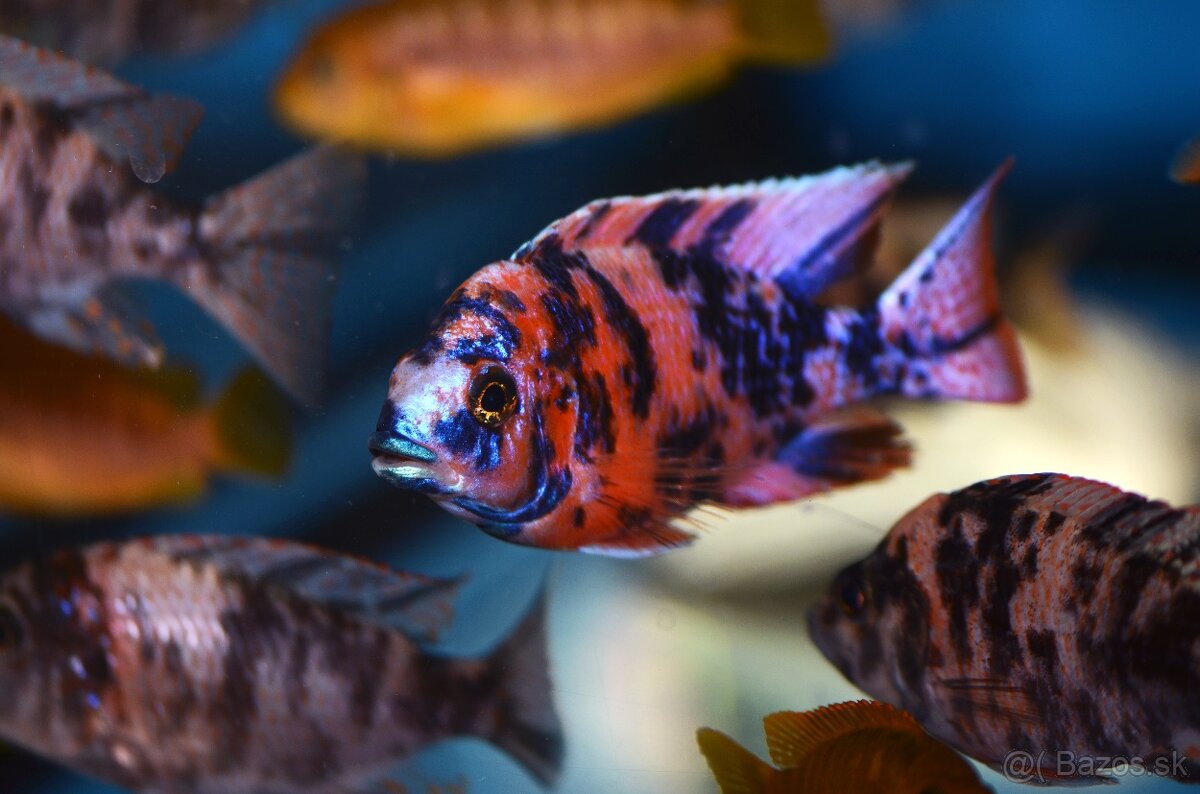 Africké cichlidy Malawi - 3