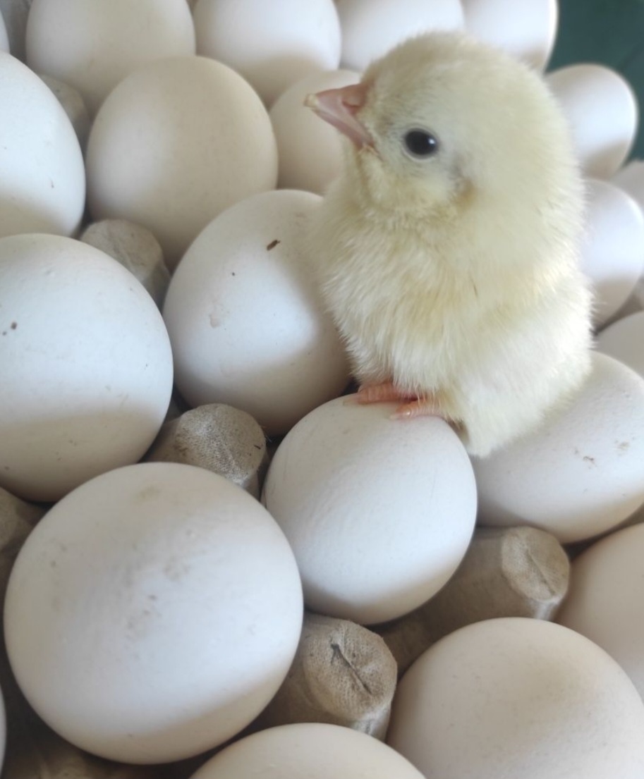 Kuriatká Leghorn - 3