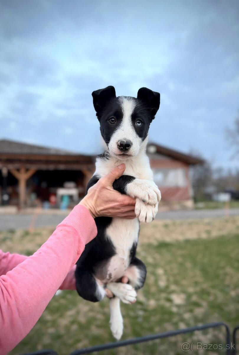 Border kólia s PP - 3