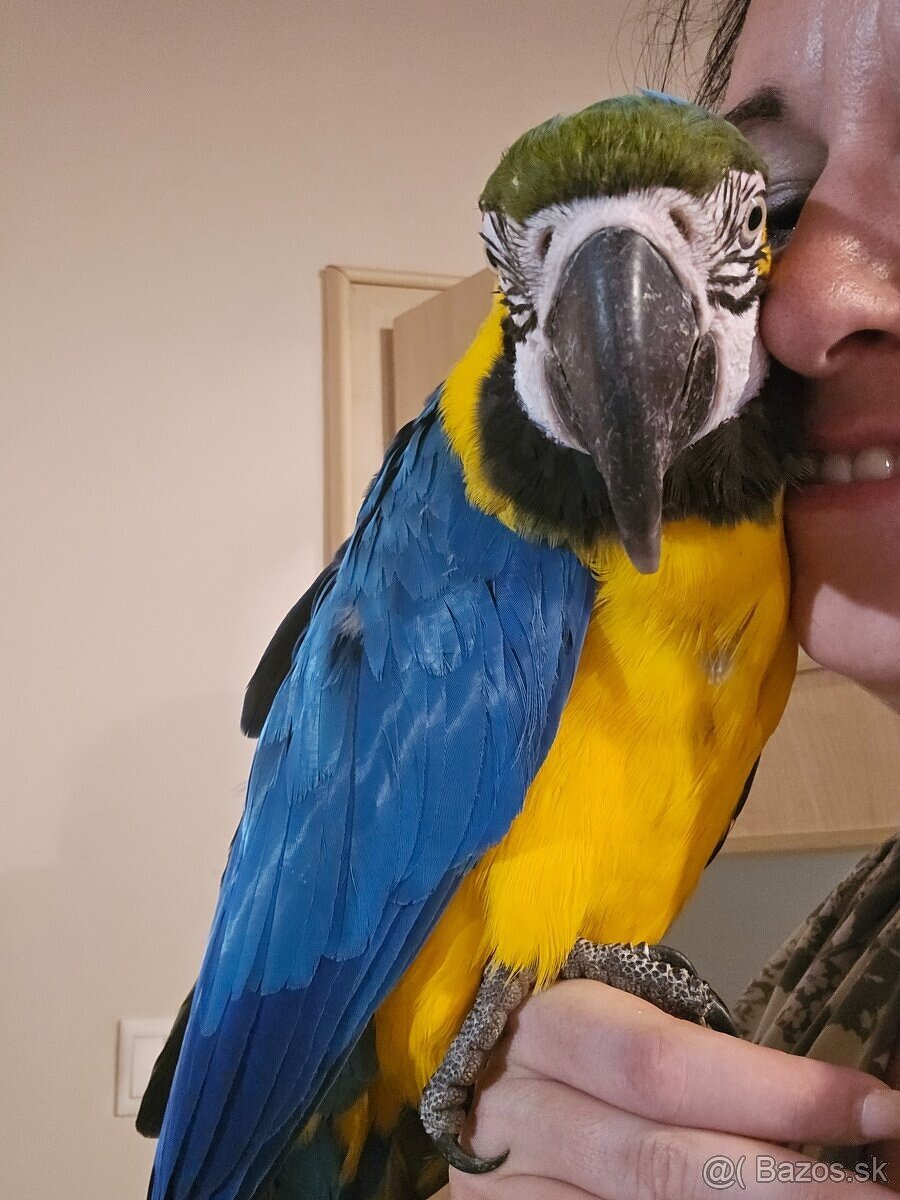 Predam araraunu - ara modrožltá - 3