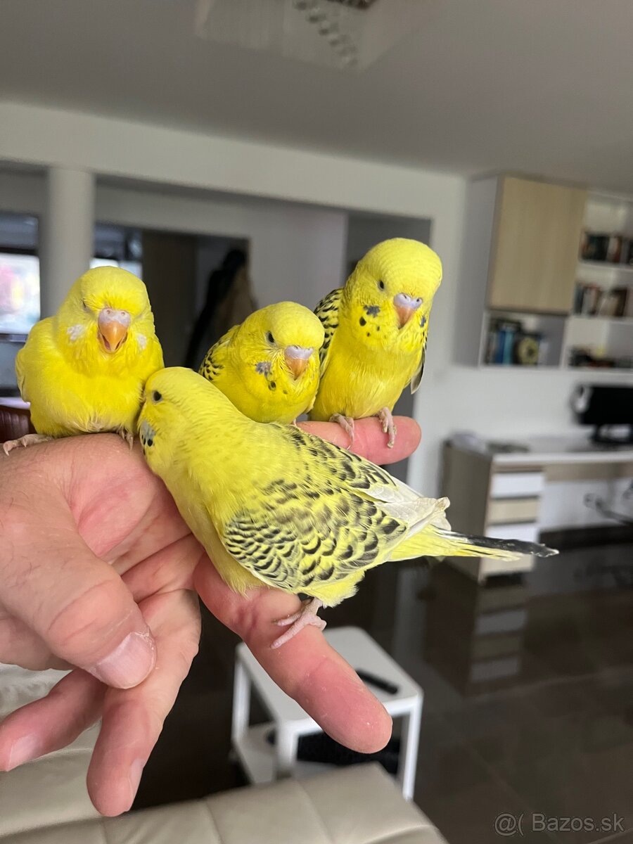 Andulka TCB Maznačik - 3