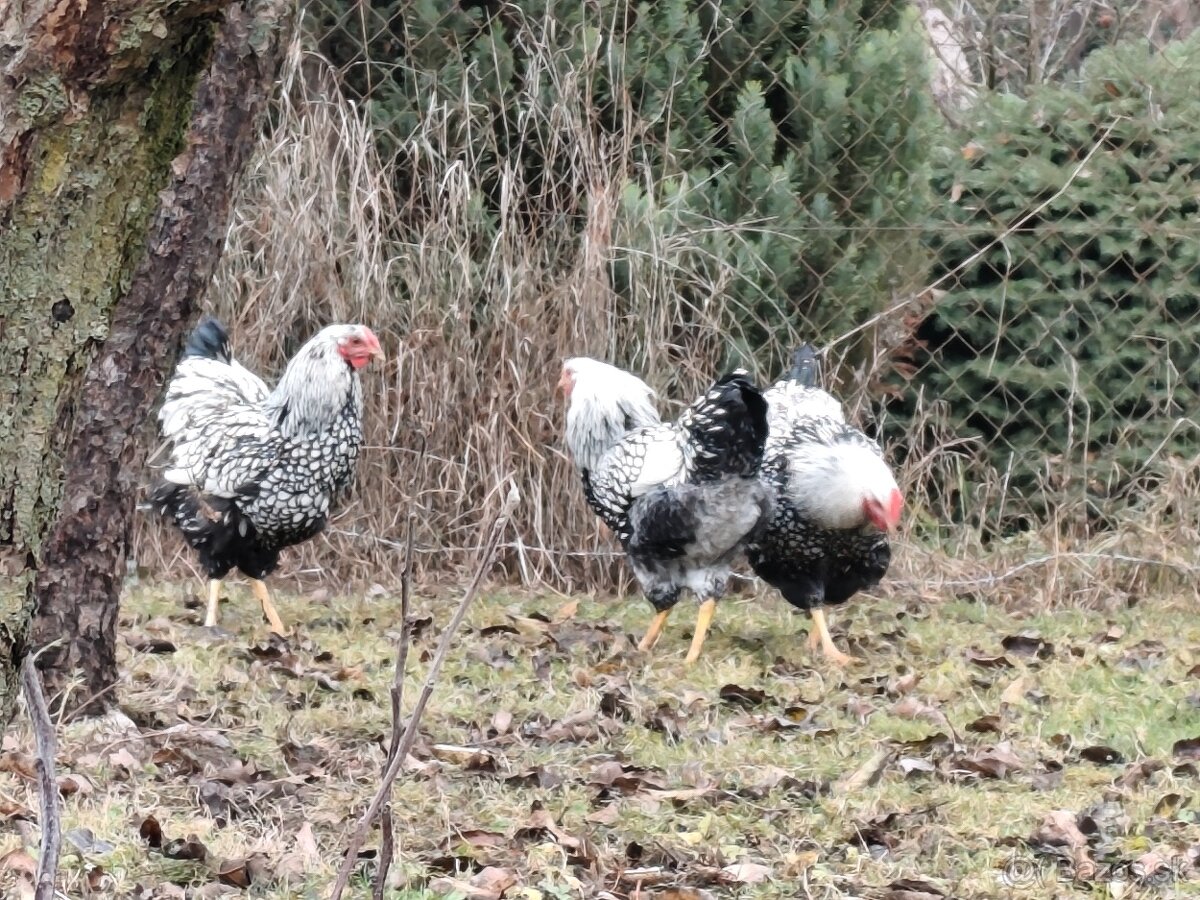 Wyandotka strieborná - 3