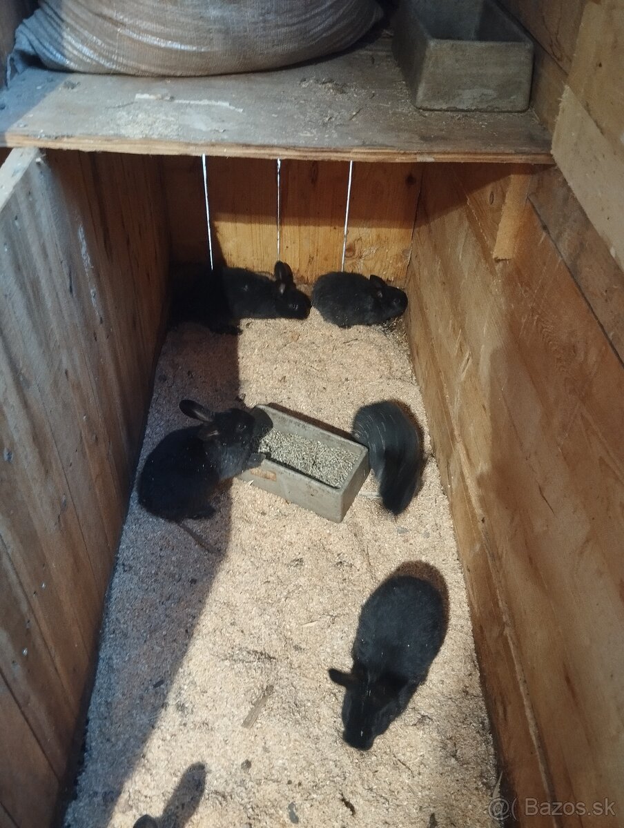 Dvojmesačne mladé zajace - 3