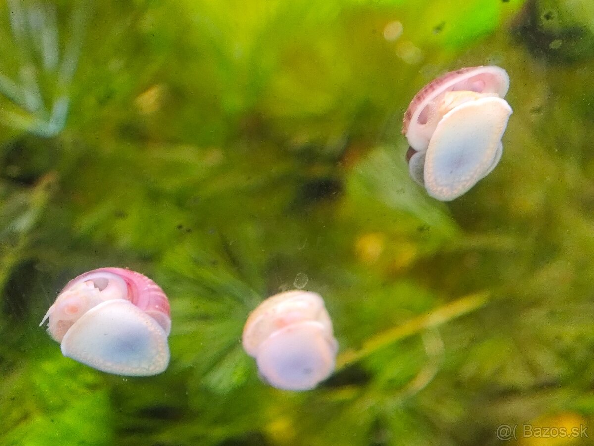 Slimák biely a ružový - Ampularie - 3