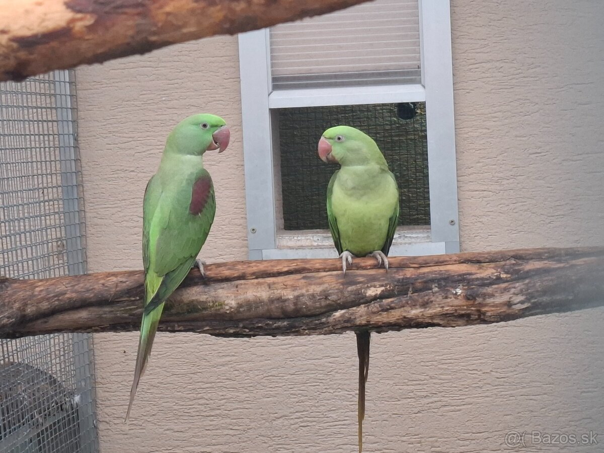 Predaj - výmena - 3