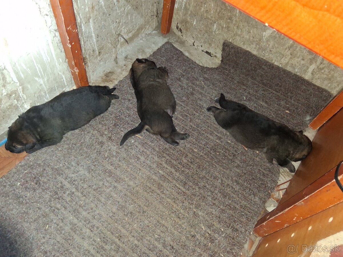 Ponúkam krásne krizence - 3