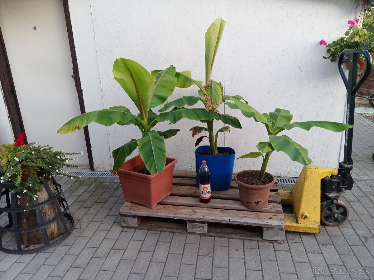 Predám Bananovniky Musa Basjoo - 3