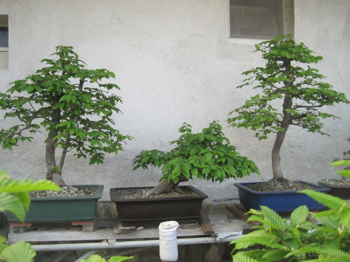 bonsai,bonsaj-hrab 9 - 3