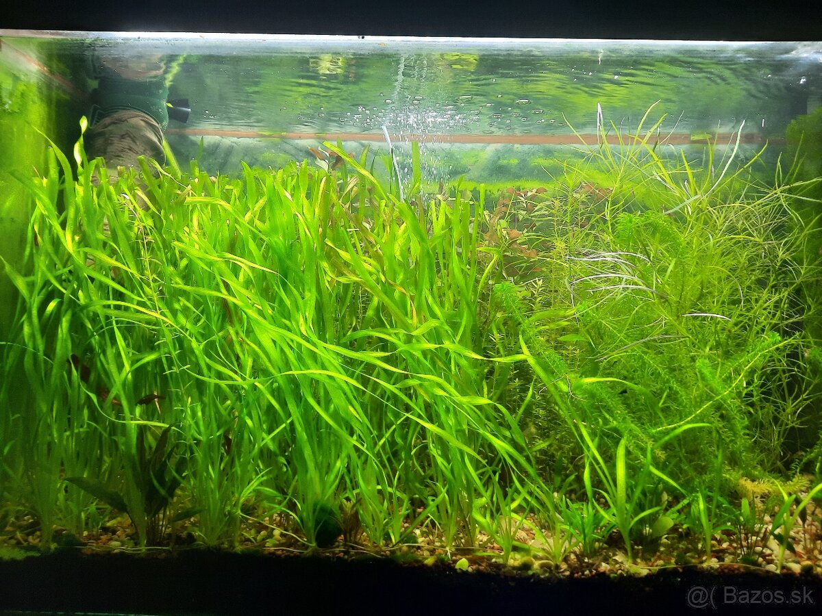 Vallisneria spiralis - 3