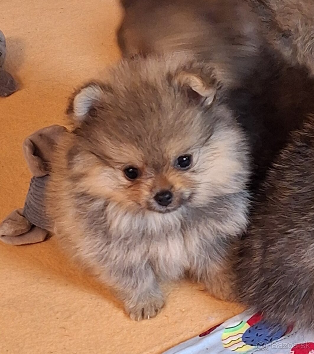 Pomeranian s PP - 3