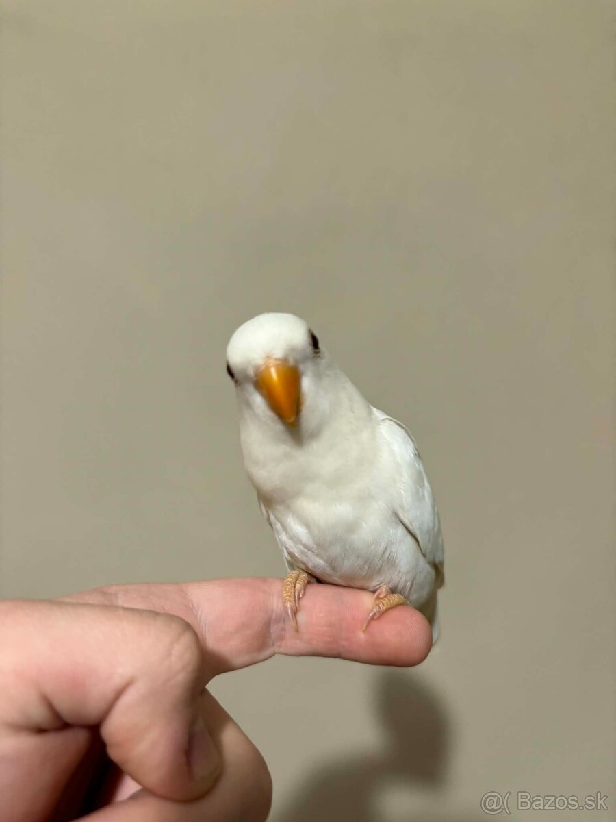 Samička Agapornisa - 3