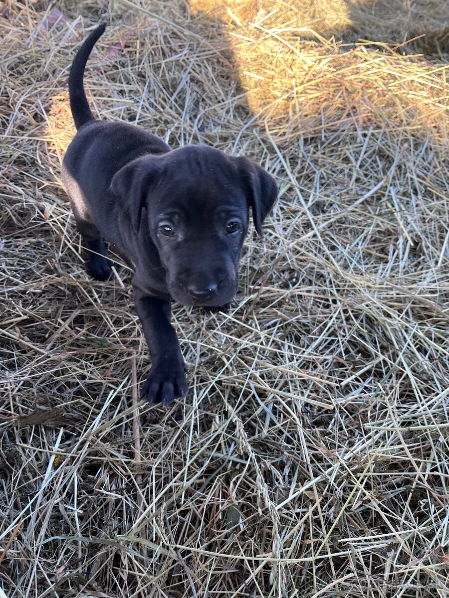 Darujem steniatka - 3