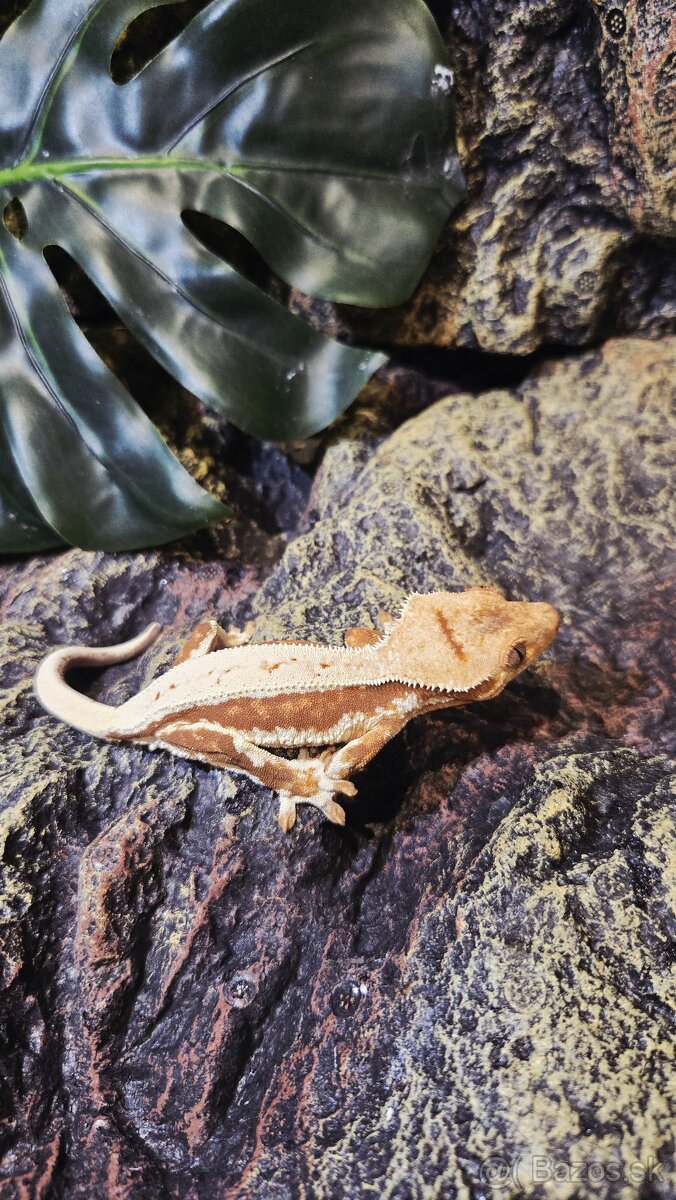 pagekón riasnatý - 3