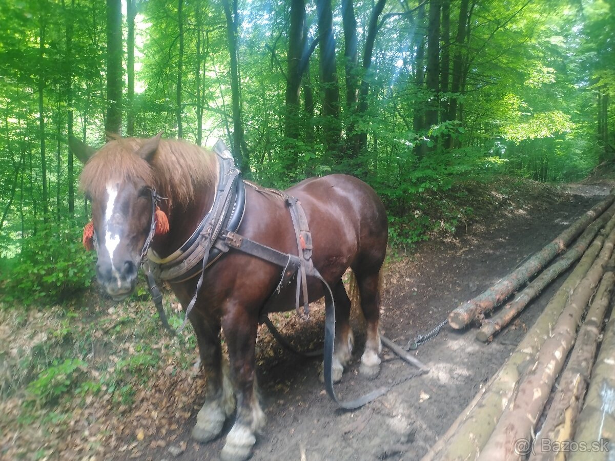 Gaštan - 3