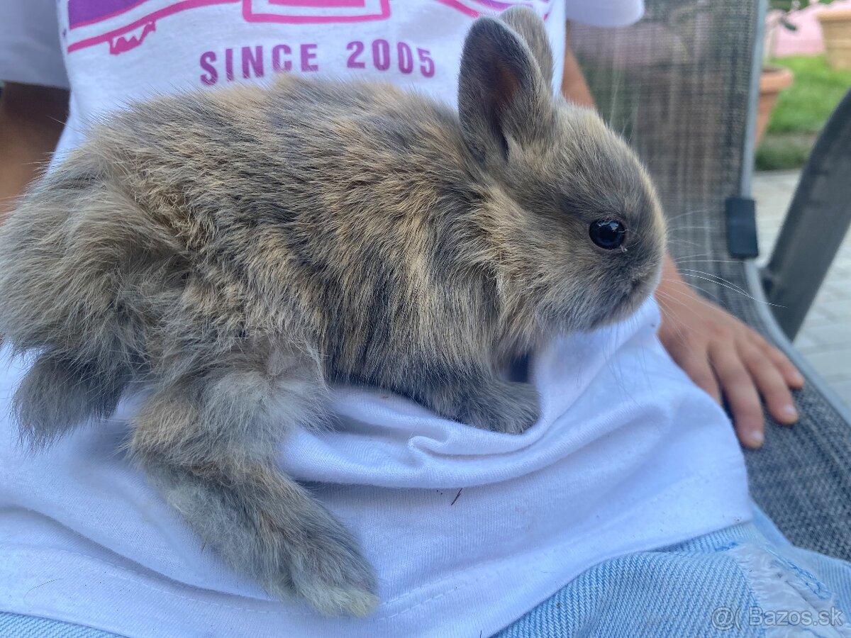 Pet zajačik králik - 3