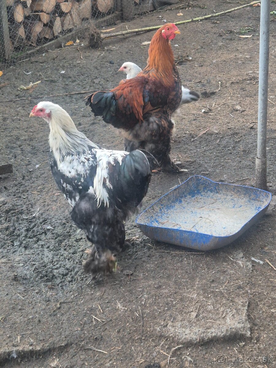 Rušenie chovu brahman - 3