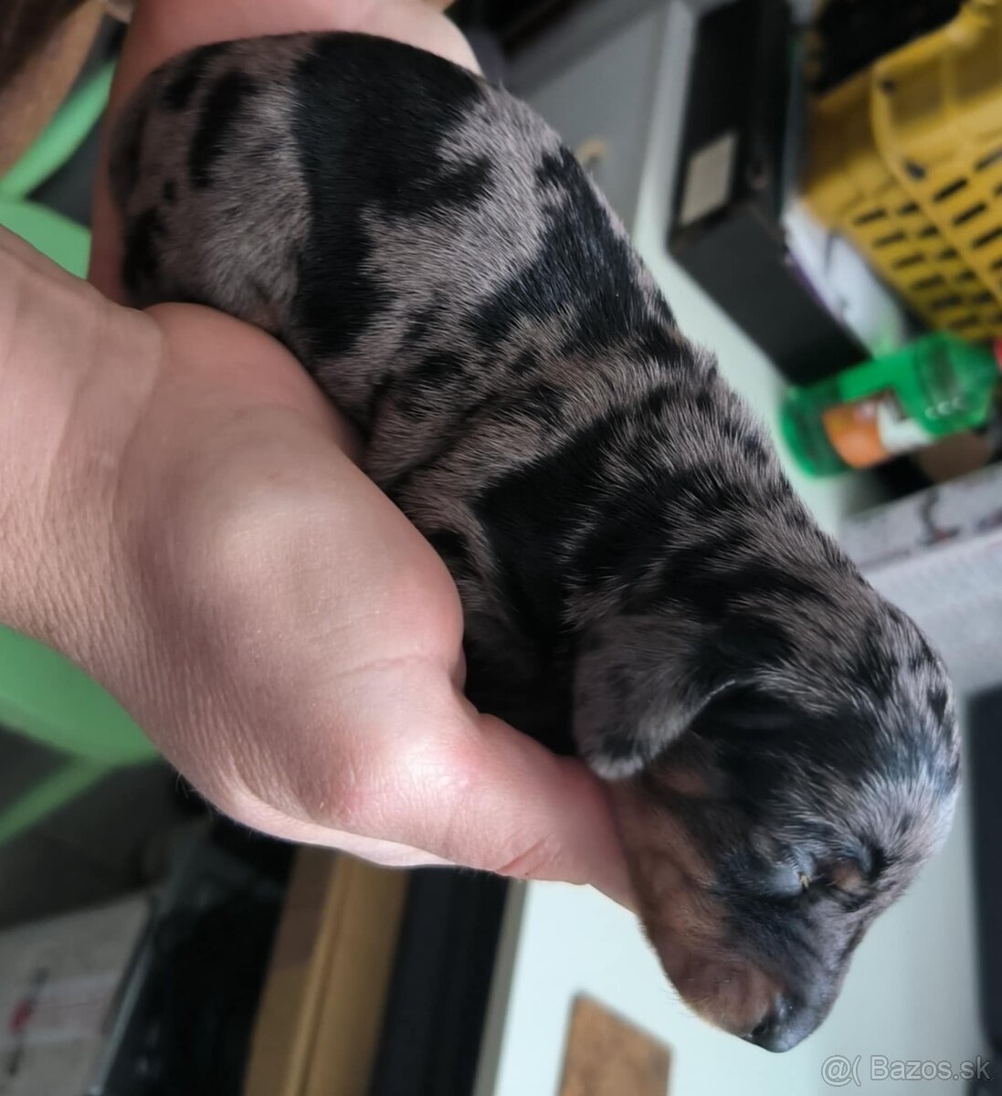 Šteniatka jazvečíka - 3