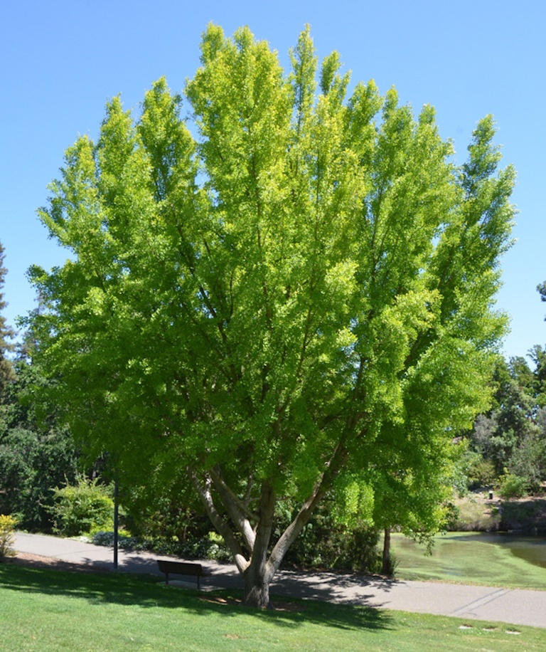GINGKO BILOBA 5 SEMIEN - ČERSTVÝ ZBER - 3