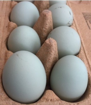 2-týždňové kuričky Dominant Blueshell BLS959 - 3