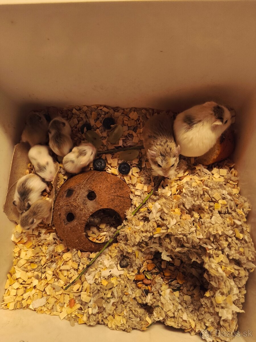 Škrečok Roborovsky - 3