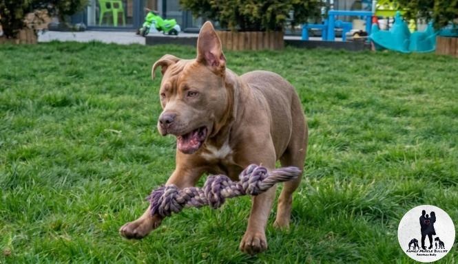 Predám American Bully - Lady Astra - 3