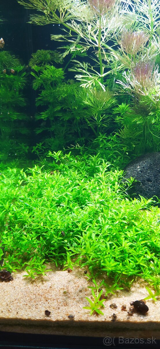 Low Tech akvárium s krevetkami - 3