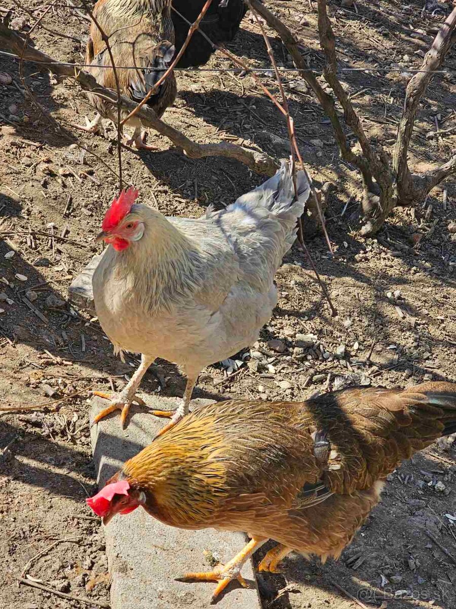 Predám sliepky mladky. - 3