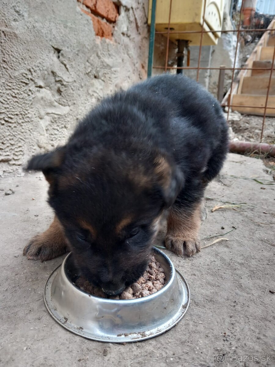 Šteniatko nemeckého ovčiaka - 3