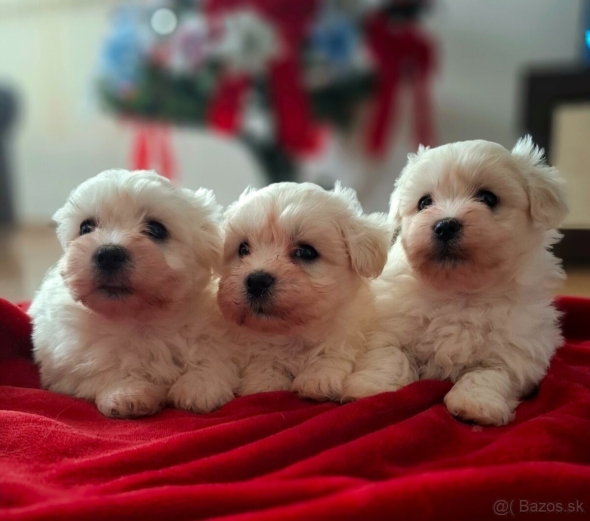 Maltézsky psík, maltezák - 3