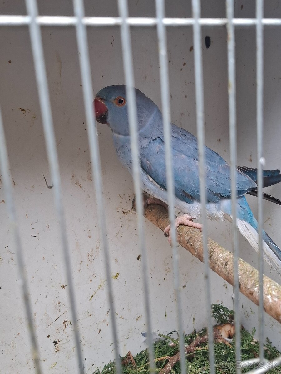 Alexander maly hch - 3