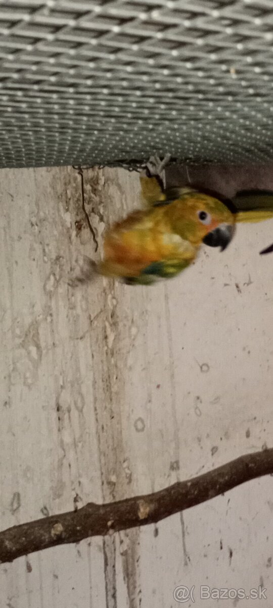 Aratinga slnecna - 3