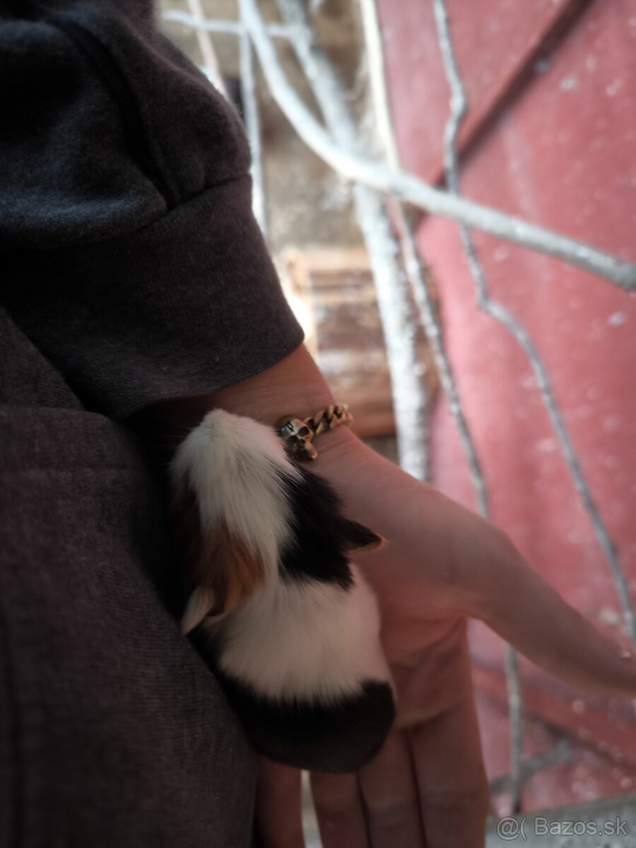 Morské prasiatka - 3