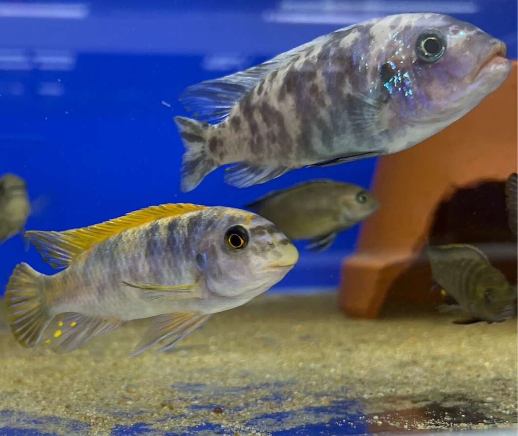 Rybky malawi - 3