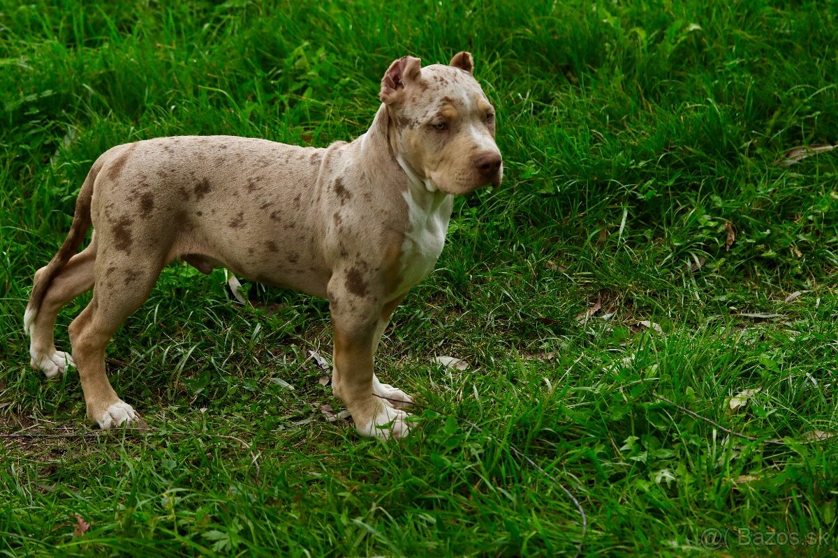 American Bully XL (Pitbull XXL) - 3