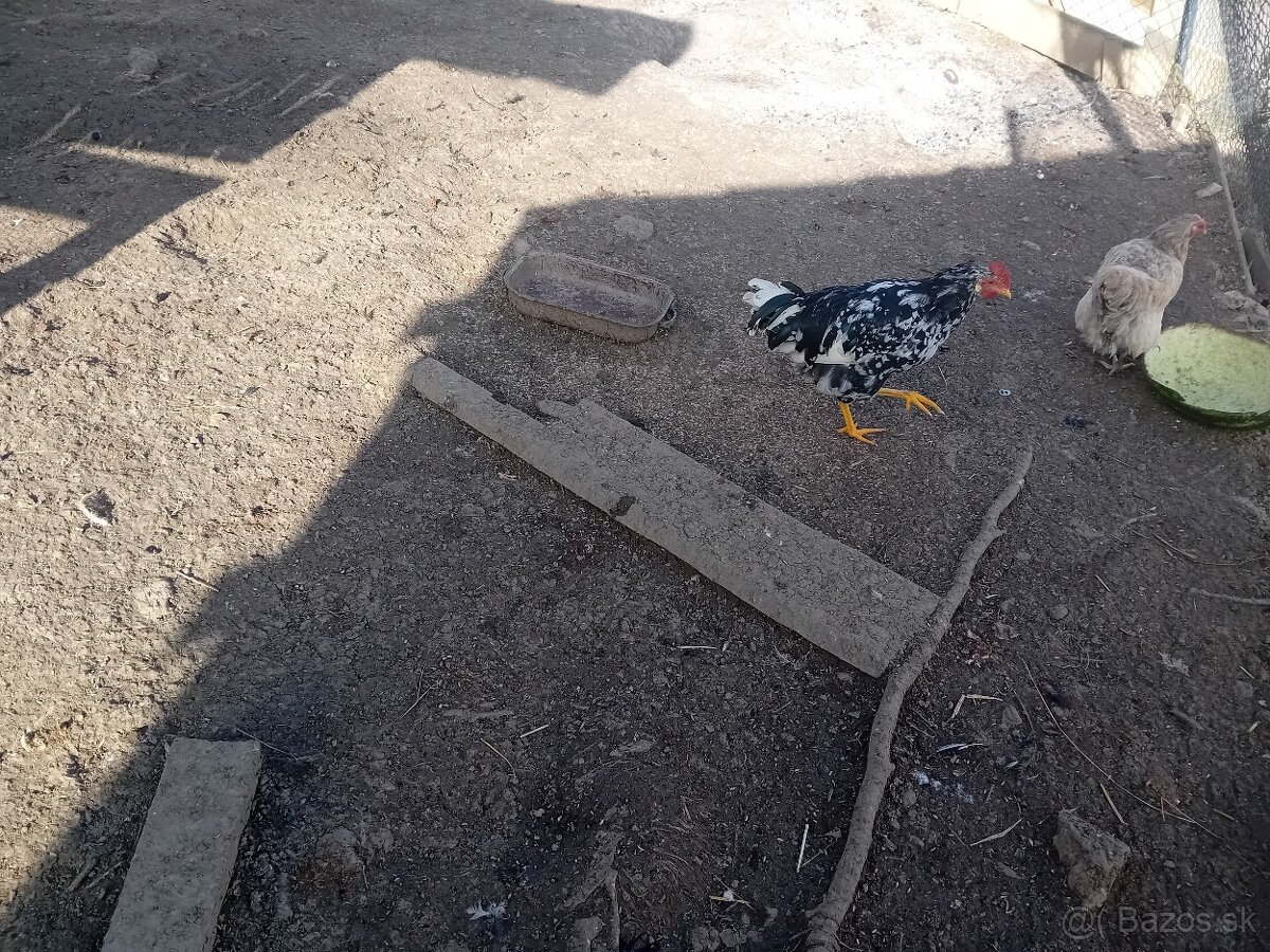 Predám kohutov - 3