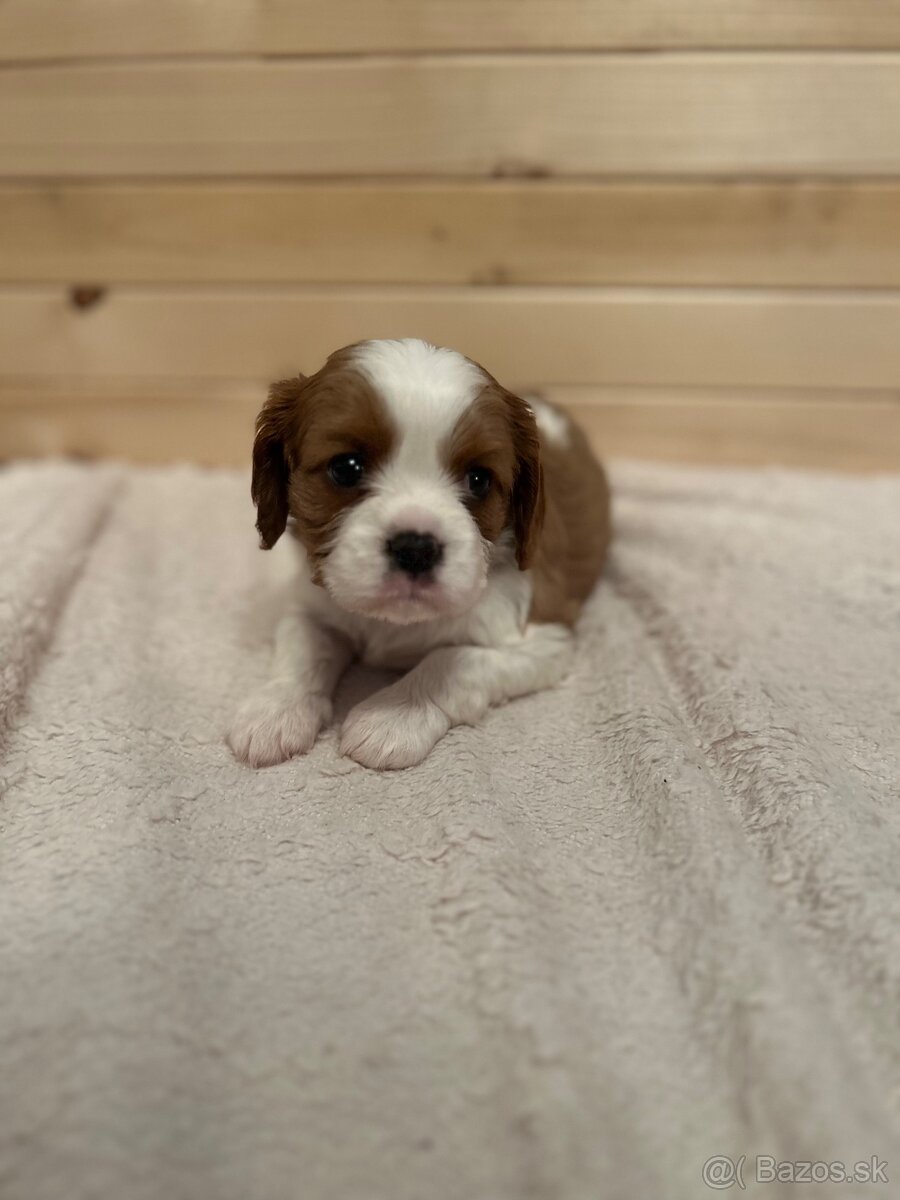 Cavalier King Charles Španiel - 3