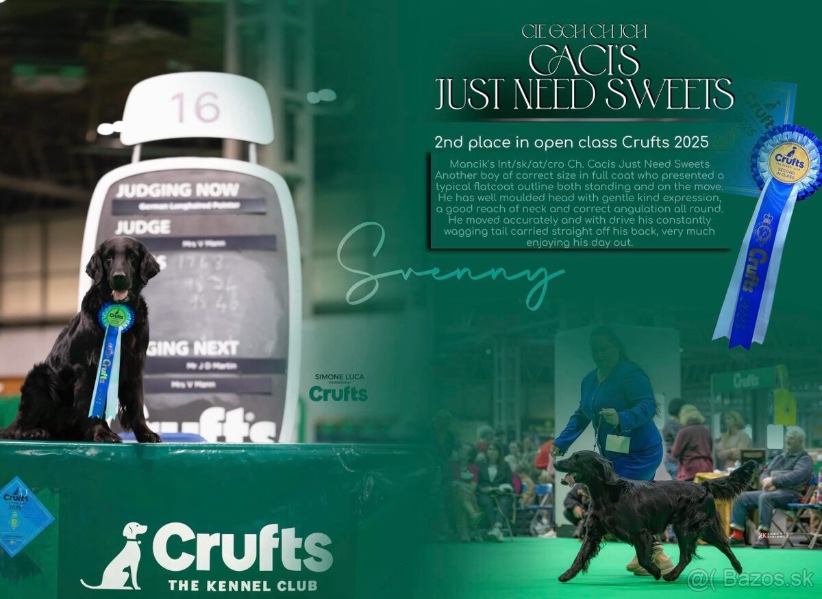 Flat Coated Retriever s PP - 3