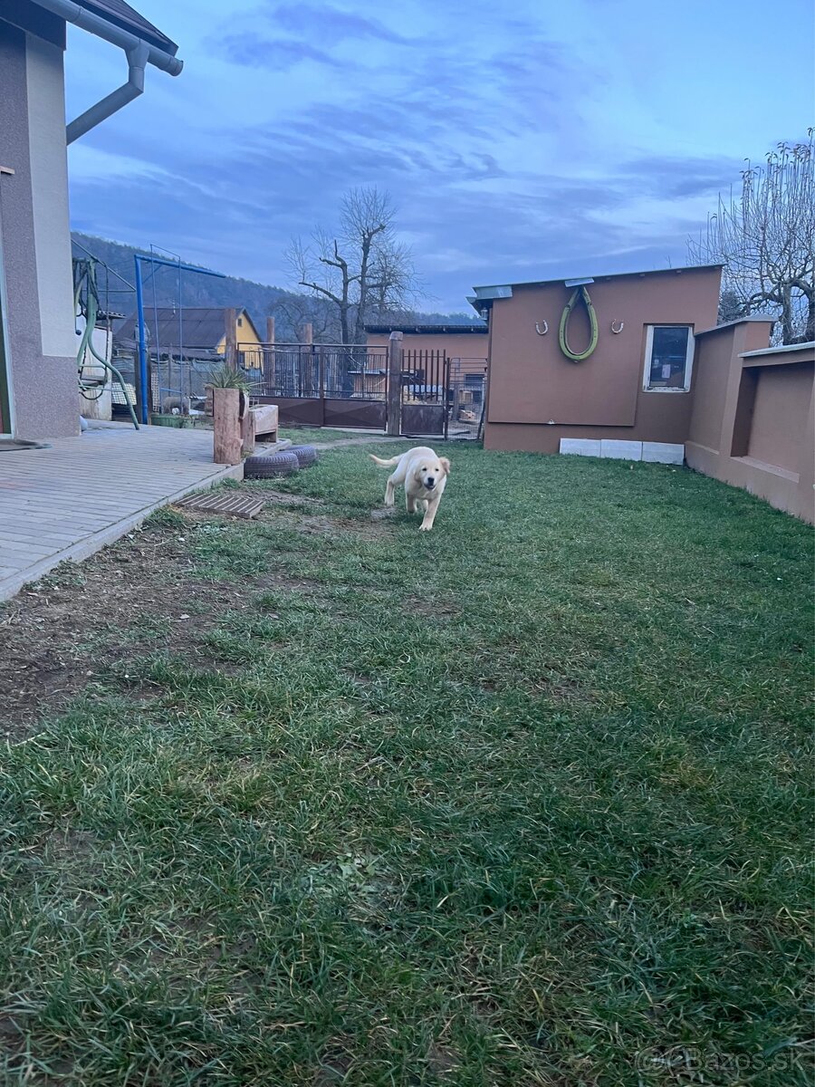 Zlatý retriever - 3