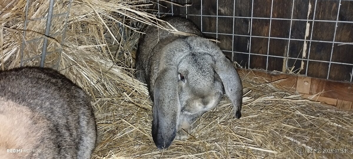 Králik -Francuzsky baran - 3