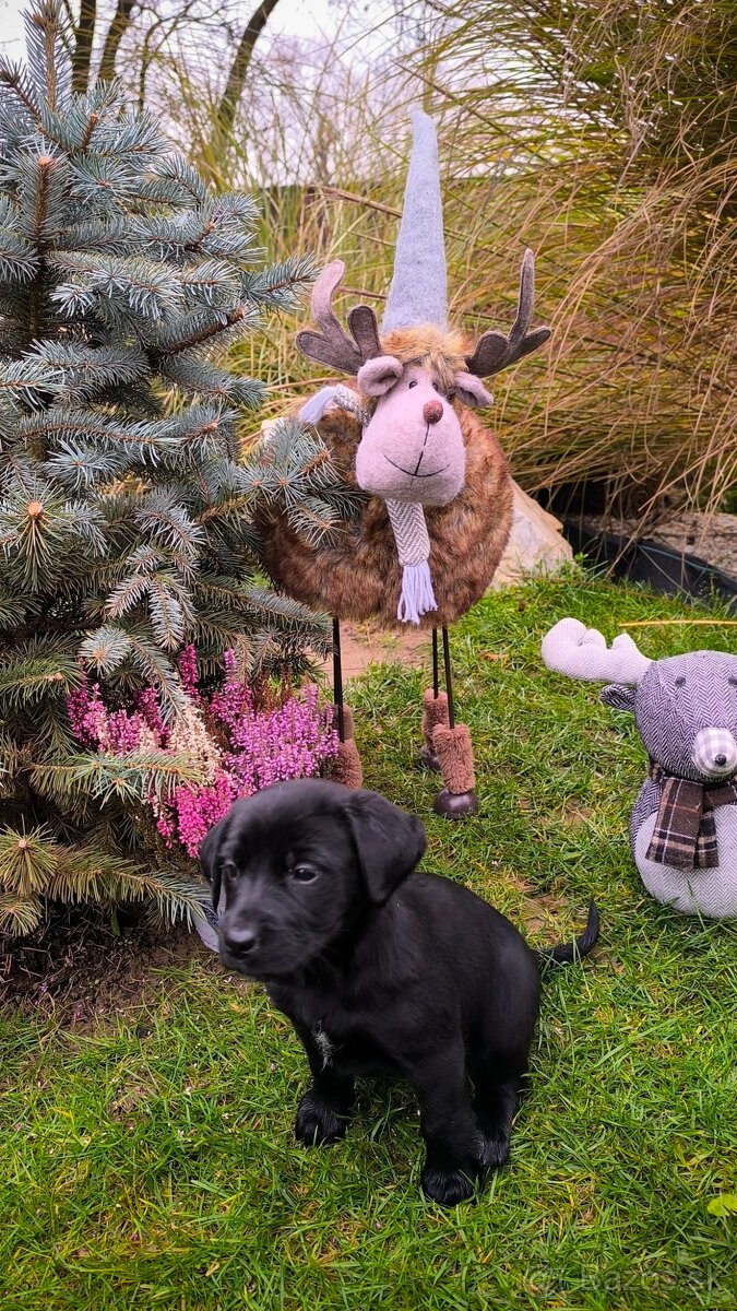 Steniatka Labrador - 3