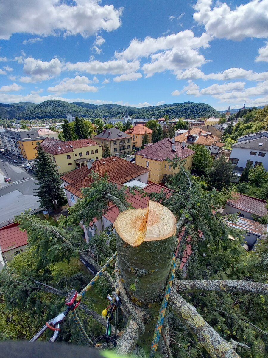 Výrub a opilovanie stromov LACNO A BEZPEČNE - 3